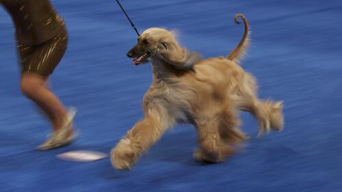 nbc_dog_afghanhound_231120.jpg