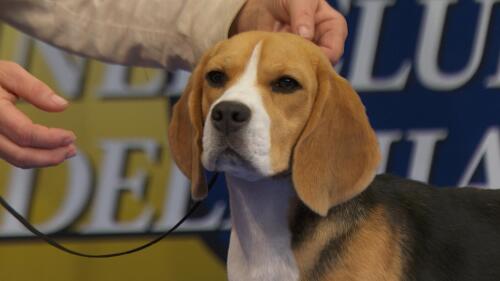 nbc_dog_houndfulljudging_231121.jpg