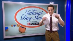 nbc_dog_kornacki_ndstrends_231122.jpg