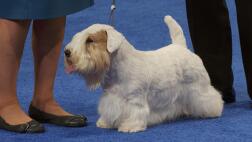 nbc_dog_bestinshowinterview_231121.jpg