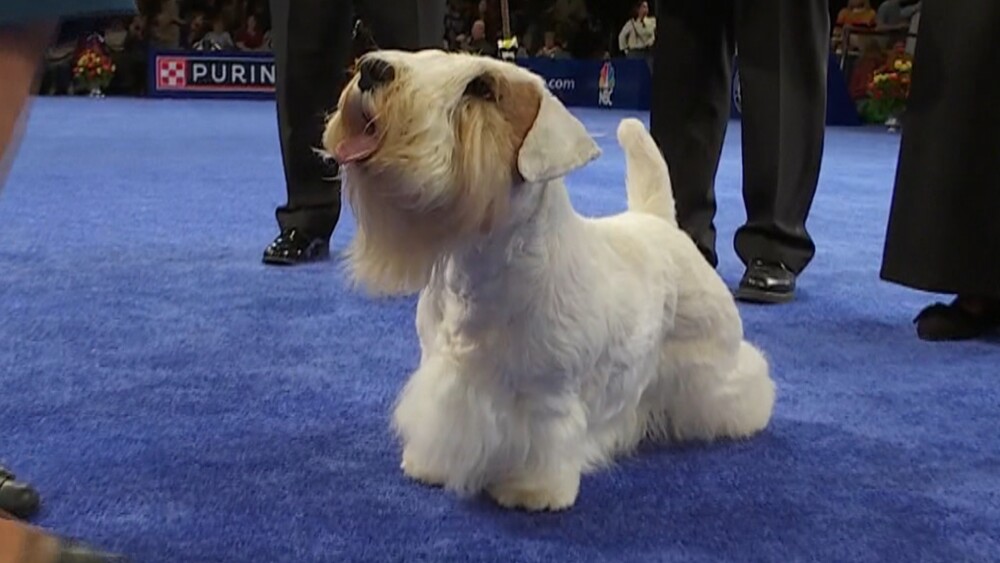 nbc_dog_bestinshowandreserve_231122.jpg