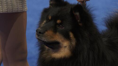 nbc_dog_finnishlapphundv2_231121.jpg