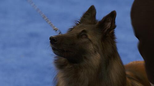 nbc_dog_belgiantervuren_231121.jpg