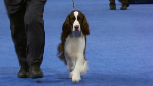 nbc_dog_englishspringerspaniel_231121.jpg