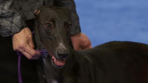 nbc_dog_greyhound_231120.jpg