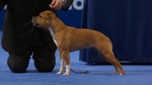 nbc_dog_staffordshirebullterrier_231121.jpg