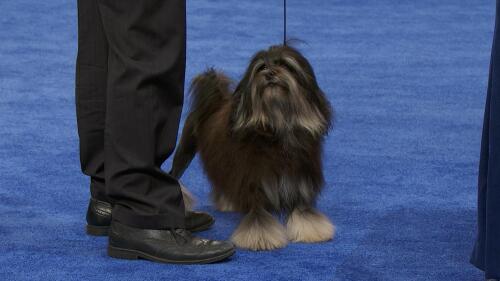 nbc_dog_lowchen_231120.jpg