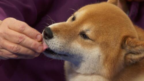 nbc_dog_shibainu_231120.jpg