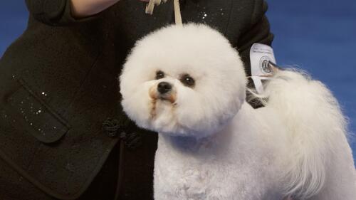 nbc_dog_bichonfrise_231120.jpg